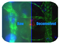 GT Vision Deconvolution GT Vision Deconvolution
