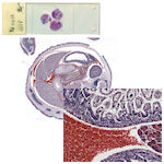 GT Vision Image Stitching GT Vision Image Stitching