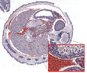 GT Vision Image Stitching Systems for Histological Slide Scanning