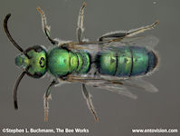 GT Vision Insect