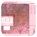 GT Vision Imaging Software GT Vision Imaging Software